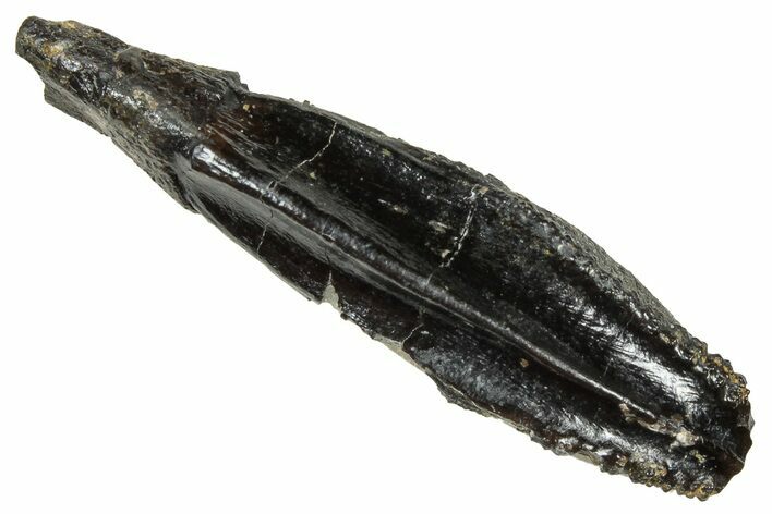 Fossil Hadrosaur (Duck-Billed Dinosaur) Tooth - Montana #303584